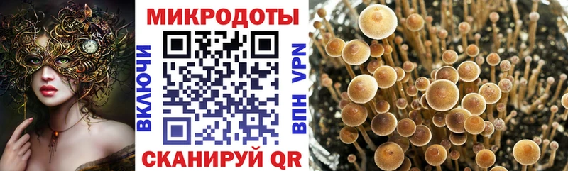 Псилоцибиновые грибы Cubensis Светлогорск